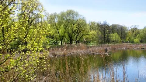 Spring lake, reflection of trees in the water Stock Photos