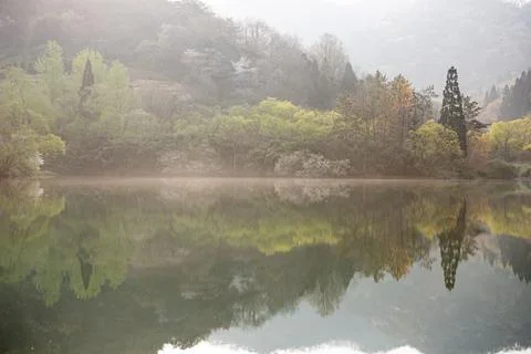 Spring lake scenery with reflection, beautiful combination of flowers and fog Stock Photos