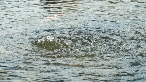 Spring in Lake Slow Mo Stock Footage 309936397