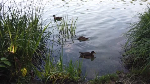 Spring lake wild ducks floating peaceful water near Regensburg Germany Stock Footage 328641462
