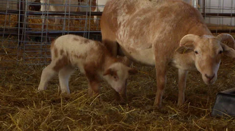 Spring Lamb in Barn with Ewe - Sheep Stock Footage 26564473