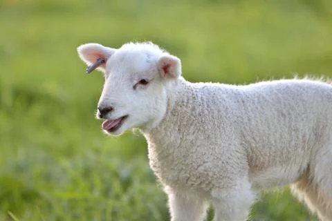 Spring lamb bleeting Stock Photos