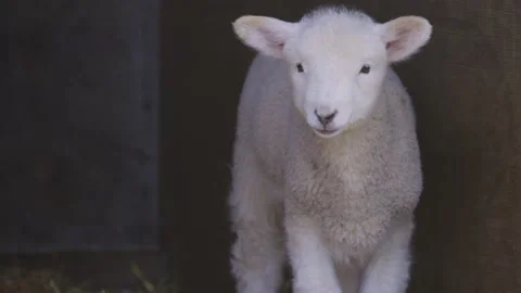 Spring lamb resting in the hutch 스톡 동영상 159680503