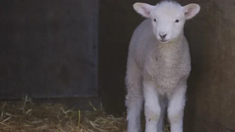 Spring lamb resting in the hutch Stock-Footage 159680541
