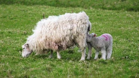Spring Lamb suckles its Mother on the Romney Marsh Stock Footage 147550917