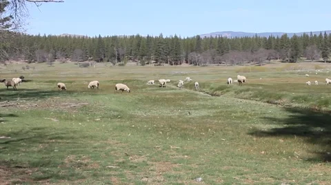 Spring Lambs 28.75 Seconds Stock Footage 53892331