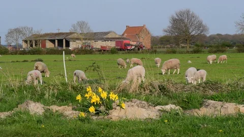 Spring lambs and sheep grazing at springtime uk Stock Footage 128585717