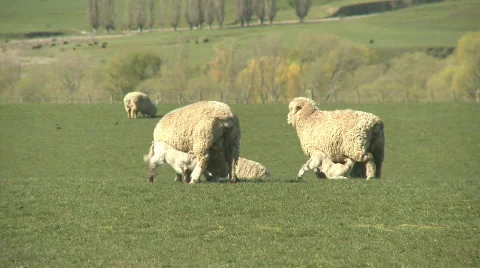 Spring lambs feeding Stock Footage 510787