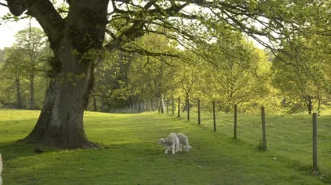 Spring Lambs 動画素材 11221094