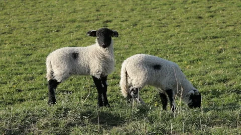 Spring Lambs Video stock 49406385
