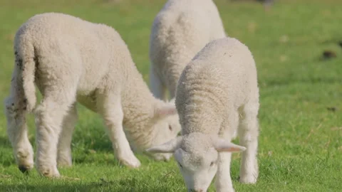 Spring lambs grazing in the paddock Video stock 159680621