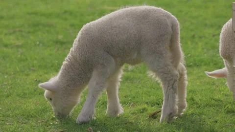 Spring lambs grazing in the paddock Video stock 159680669