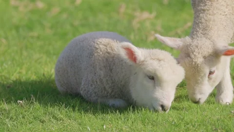 Spring lambs grazing in the paddock 動画素材 159680671