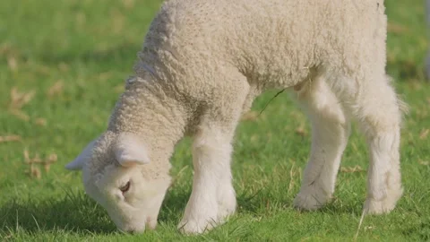 Spring lambs grazing in the paddock 스톡 동영상 159680677