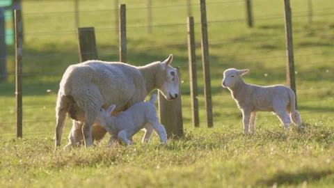Spring lambs with mother sheep Stock-Footage 249257172
