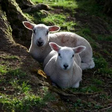 Spring lambs Stock Photos