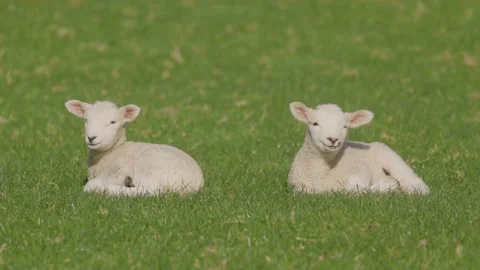 Spring lambs at rest in the paddock Stock-Footage 159708623