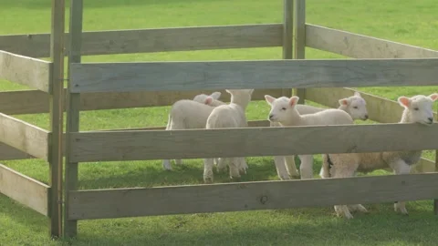 Spring lambs waiting in the pen to be fed Stock-Footage 159680744