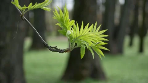 Spring landscape - an acacia branch in the bright sun in a spring park. Stock Footage 240713034