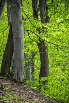 Spring landscape in Adygea Stock Photos