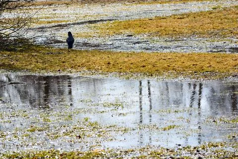 Spring landscape and crow Foto stock