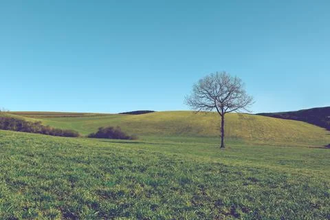 Spring landscape background with blue sky and tree . Stock Photos