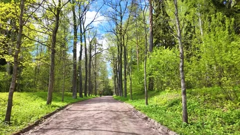 Spring landscape in a beautiful park. Slowmotion Stock Footage 338128045