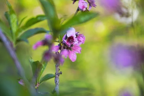 Spring landscape, beautiful spring scenes with blossoming trees Stock Photos