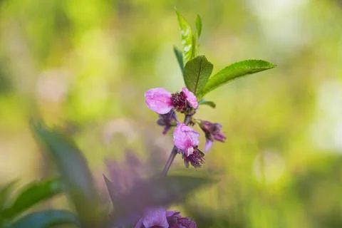 Spring landscape, beautiful spring scenes with blossoming trees Stock Photos