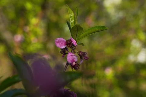 Spring landscape, beautiful spring scenes with blossoming trees Stock Photos