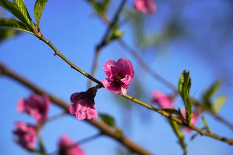 Spring landscape, beautiful spring scenes with blossoming trees Stock Photos
