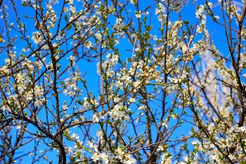 Spring landscape, beautiful spring scenes with blossoming trees Stock Photos