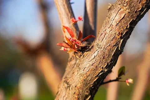 Spring landscape, beautiful spring scenes with blossoming trees Foto stock