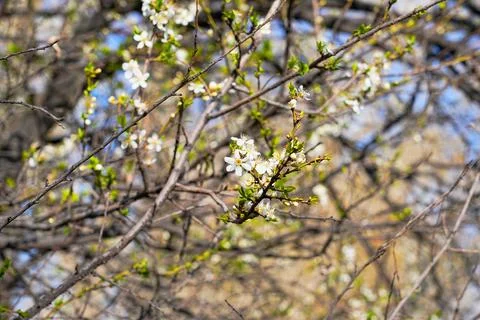 Spring landscape, beautiful spring scenes with blossoming trees Stock Photos