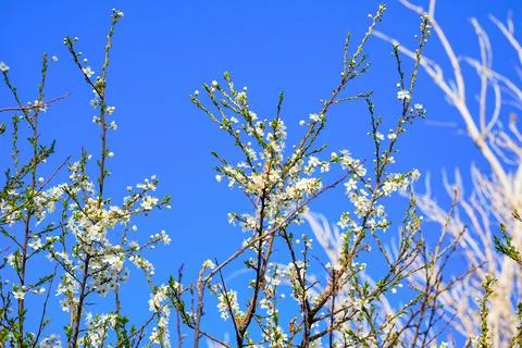 Spring landscape, beautiful spring scenes with blossoming trees Stock Photos