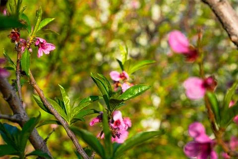 Spring landscape, beautiful spring scenes with blossoming trees Stock Photos