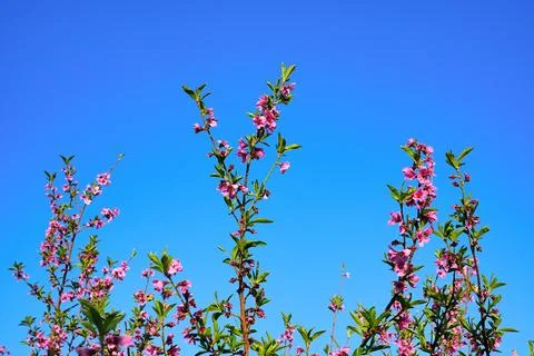 Spring landscape, beautiful spring scenes with blossoming trees Stock Photos