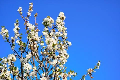 Spring landscape, beautiful spring scenes with blossoming trees Stock Photos