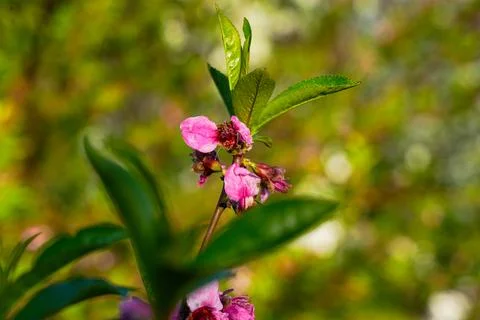 Spring landscape, beautiful spring scenes with blossoming trees Stock Photos