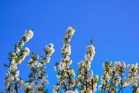 Spring landscape, beautiful spring scenes with blossoming trees Stock Photos