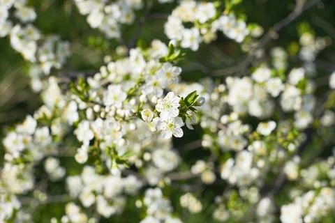 Spring landscape, beautiful spring scenes with blossoming trees Stock Photos