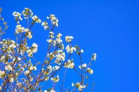 Spring landscape, beautiful spring scenes with blossoming trees Stock Photos