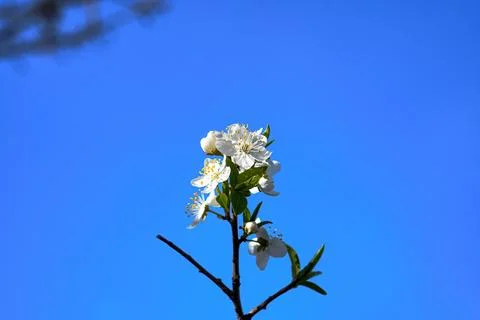 Spring landscape, beautiful spring scenes with blossoming trees Foto stock