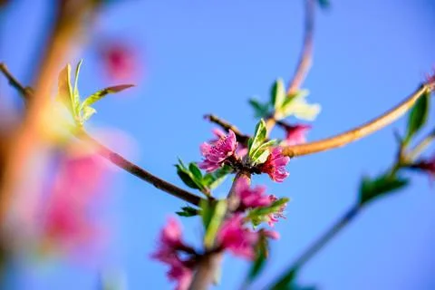 Spring landscape, beautiful spring scenes with blossoming trees Stock Photos