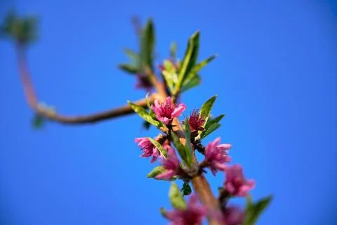 Spring landscape, beautiful spring scenes with blossoming trees Stock Photos