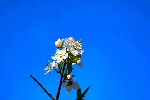 Spring landscape, beautiful spring scenes with blossoming trees Stock Photos
