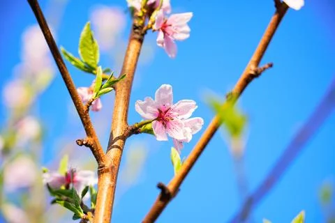 Spring landscape, beautiful spring scenes with blossoming trees Stock Photos