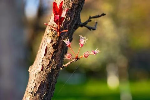 Spring landscape, beautiful spring scenes with blossoming trees Stock Photos