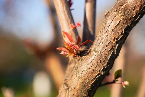 Spring landscape, beautiful spring scenes with blossoming trees Stock Photos