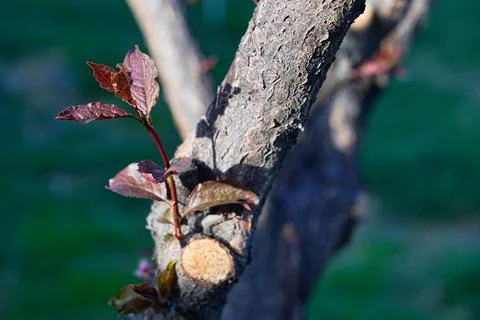 Spring landscape, beautiful spring scenes with blossoming trees Stock Photos